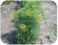 Flower heads of dill are often sold for pickling.