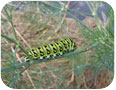 Parsleyworm on dill.