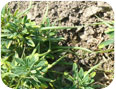 Fenugreek seed pods appears as long slender spikes.