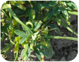 Alternaria leaf spot on fenugreek.