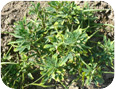 Hopperburn caused by leafhoppers on fenugreek.