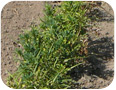 Plant die-back caused by an unknown root rot on fenugreek.