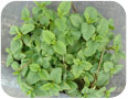 Lemon Balm