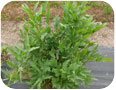 Lovage plants.