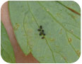 Aphids on lovage.