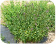 Mint is harvested for oil at the early flowering stage