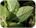 Rust pustules on the underside of a mint leaf