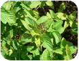 Four-lined plant bug damage to mint