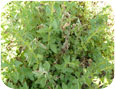 Unknown Phomopsis species attacking leaves and stems of oregano.