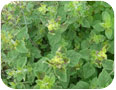 Four-lined plant bug damage to oregano.