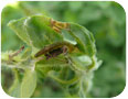 A leaf roller caterpillar on oregano.