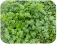 Italian flat leaf parsley