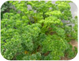 Curled-leaf parsley