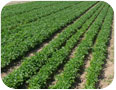 Italian flat leaf parsley in the field