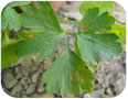 Septoria leaf spot on flat leaf parsley