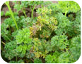 Tache foliaire septorienne sur le persil frisé.