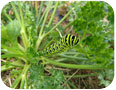 Parsleyworm on parsley