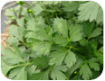 Leafhopper damage on parsley