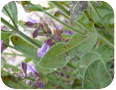 Four-lined plant bug damage to sage