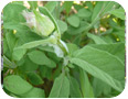 Spittlebugs on sage.