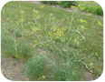 Sweet fennel beginning to flower