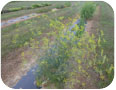  Sweet fennel in full bloom