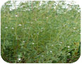 Summer savory beginning to flower