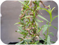 Leaf symptoms of an unknown root rot of French tarragon
