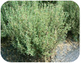 Thym français