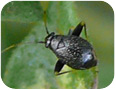 Dégâts causés au thym par l’altise du jardin