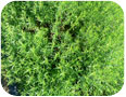 Winter savory