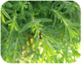 White speckling damage caused by leaf hoppers on winter savory.