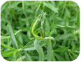 A leaf roller at the tip of a winter savory branch