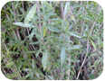 White speckling damage caused by leafhoppers on winter savory