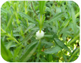 A spittle bug on winter savory