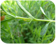 Spittle bugs are the nymphs of froghoppers