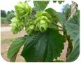 Houblon