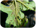 Hops downy mildew