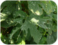 Powdery mildew on hops