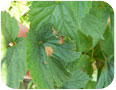 Phoma leaf spot on hops