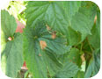 Tache foliaire sur le houblon due à Phoma.