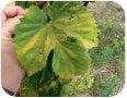 Two spotted spider mite damage to hops
