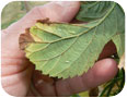 Leafhoppers on hops