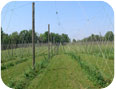 Early season stringing in hop yard