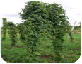 Hops reaching full trellis height