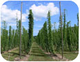 Hops on trellis with 'v' style stringing to increase plant density, light interception and length of vertical climb