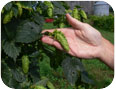 Cône de houblon sur un plant.