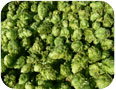 Harvested and dried hop cones