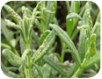 Four-lined plant bug damage appears as circular, brown lesions on lavender