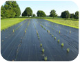 Ground cloth used for weed control in lavender